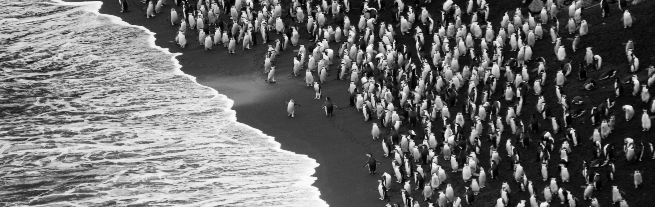 pinguins on a beach