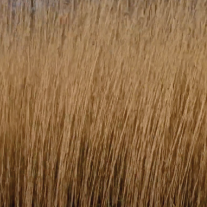 Polder